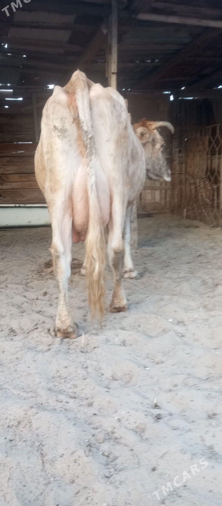 goleli sygyr - Балканабат - img 1