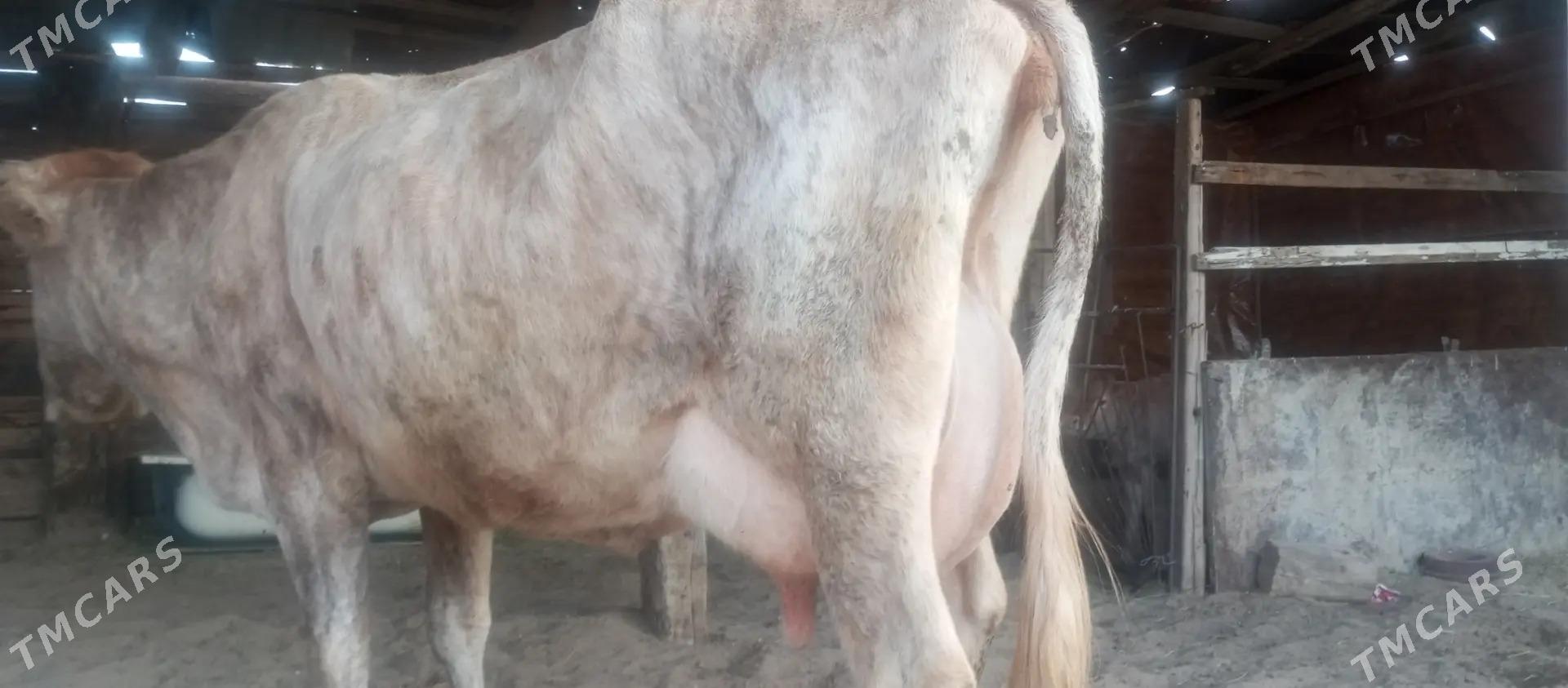 goleli sygyr - Балканабат - img 2