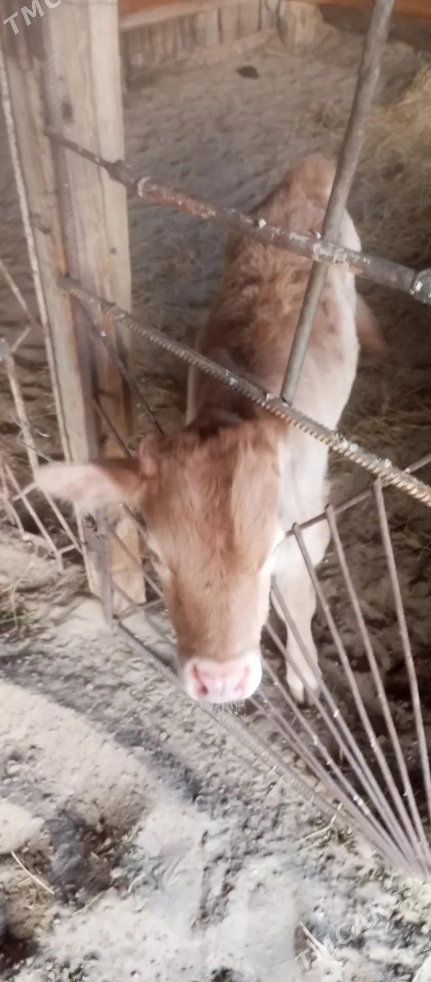 goleli sygyr - Балканабат - img 4