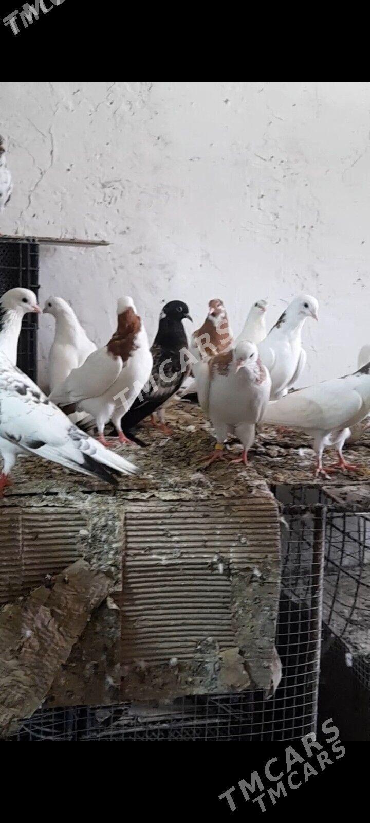 kepderiler - Бузмеин ГРЭС - img 2