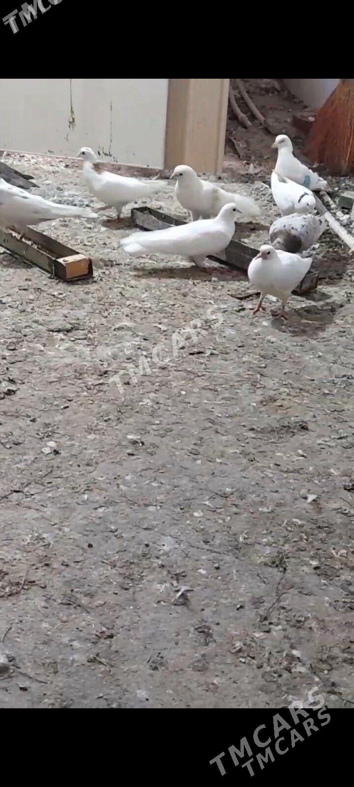 kepderiler - Бузмеин ГРЭС - img 5