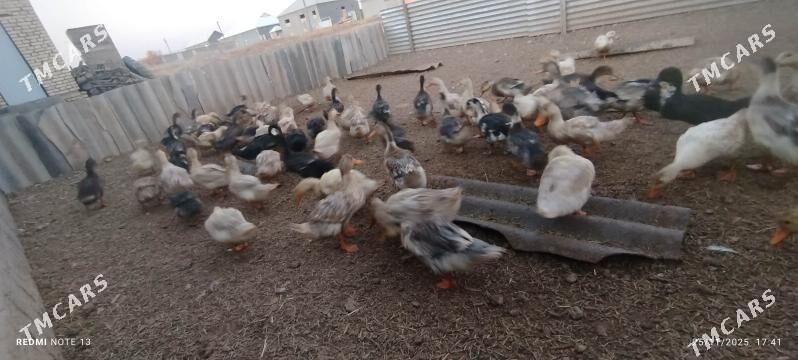 ak ördek - Baýramaly - img 2