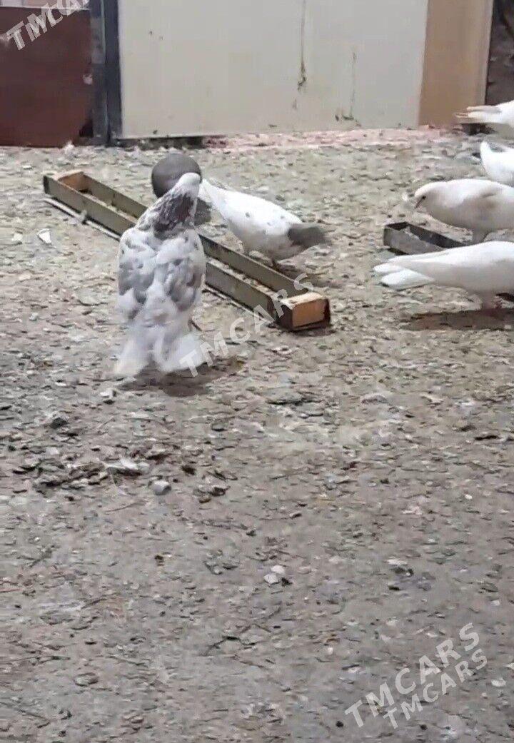 kepderiler - Бузмеин ГРЭС - img 6