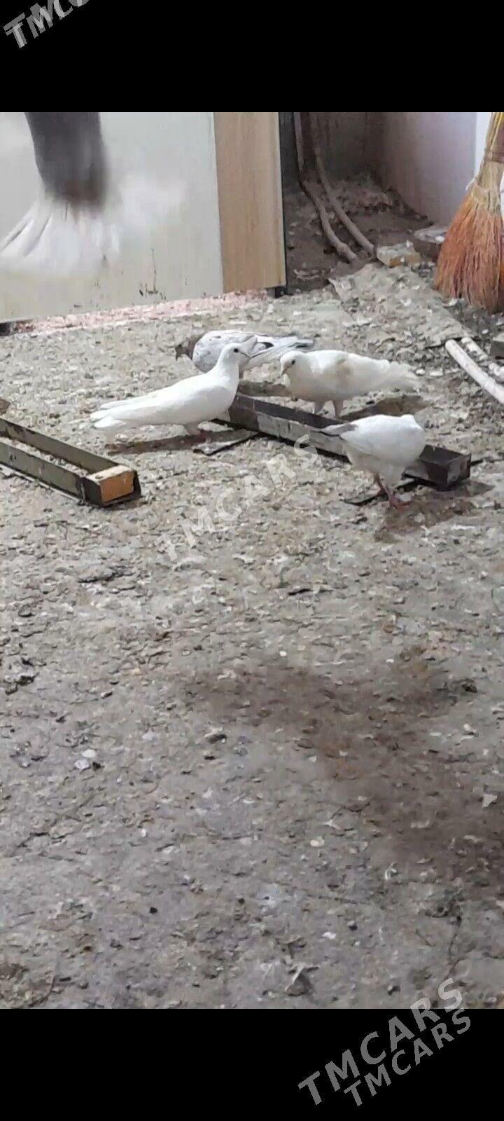 kepderiler - Бузмеин ГРЭС - img 4