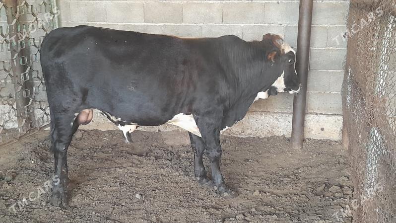 Okuz - Ak bugdaý etraby - img 3