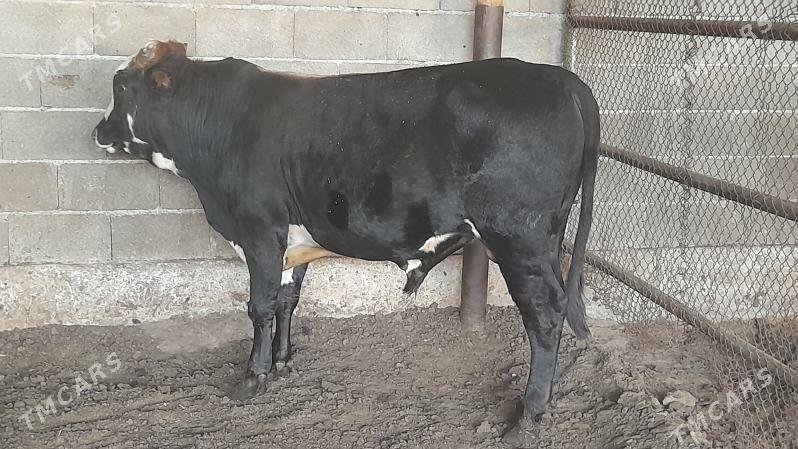 Okuz - Ak bugdaý etraby - img 4