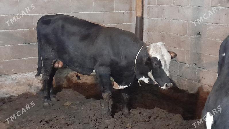 Okuz - Ak bugdaý etraby - img 2