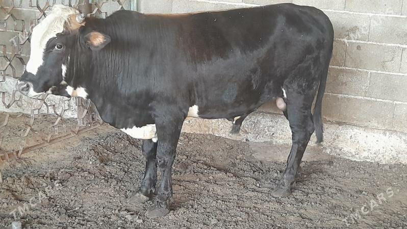 Okuz - Ak bugdaý etraby - img 5