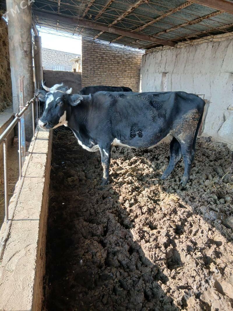 TOHUM SYGYR - Halaç - img 2