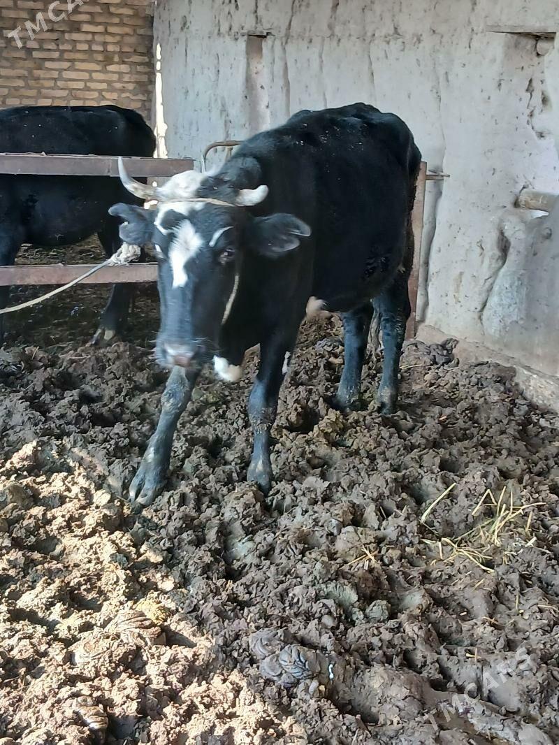 TOHUM SYGYR - Halaç - img 4