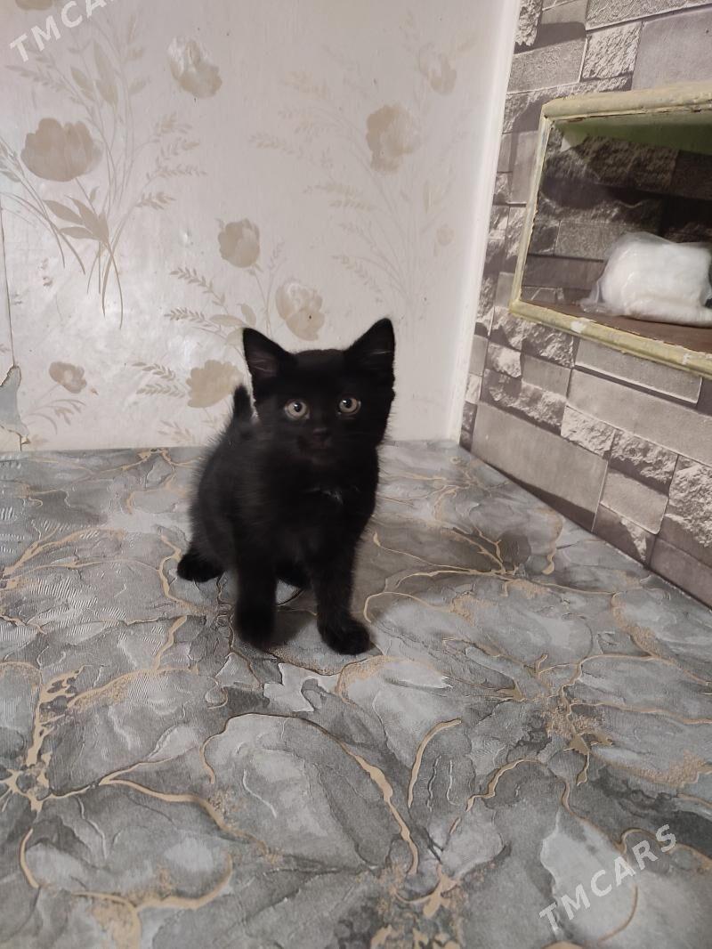 отдам в добрые руки котёнка - Туркменабат - img 2