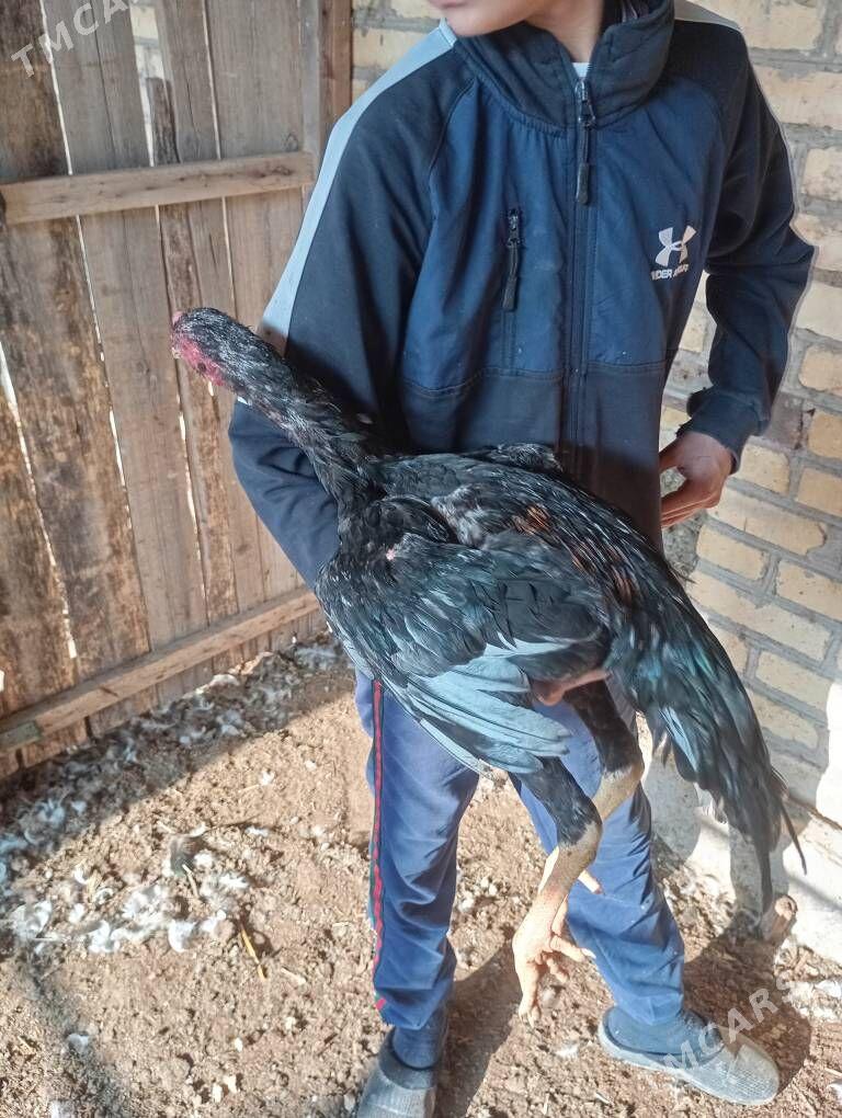 bayes - Çärjew - img 2