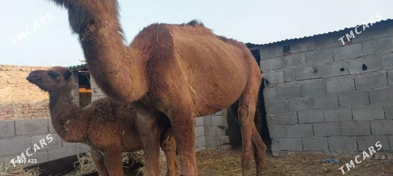 torumly duye - Bäherden - img 3