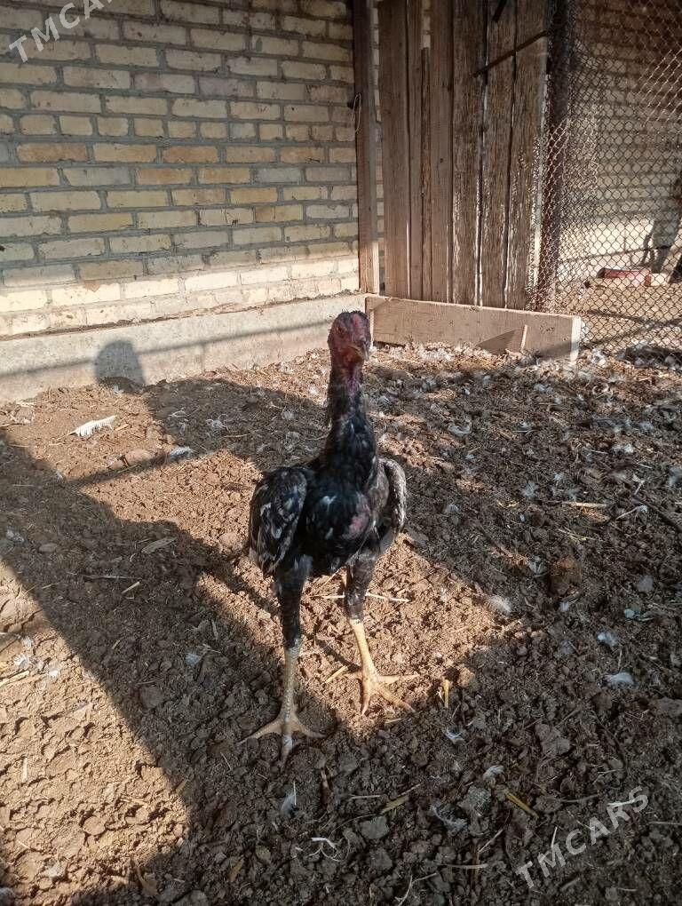 bayes - Çärjew - img 3