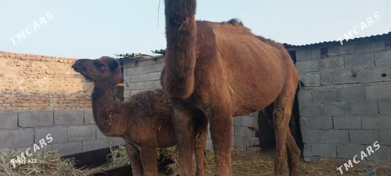 torumly duye - Bäherden - img 4