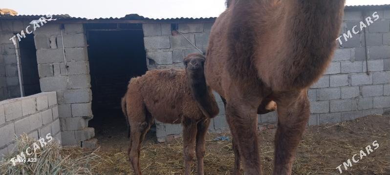 torumly duye - Bäherden - img 2