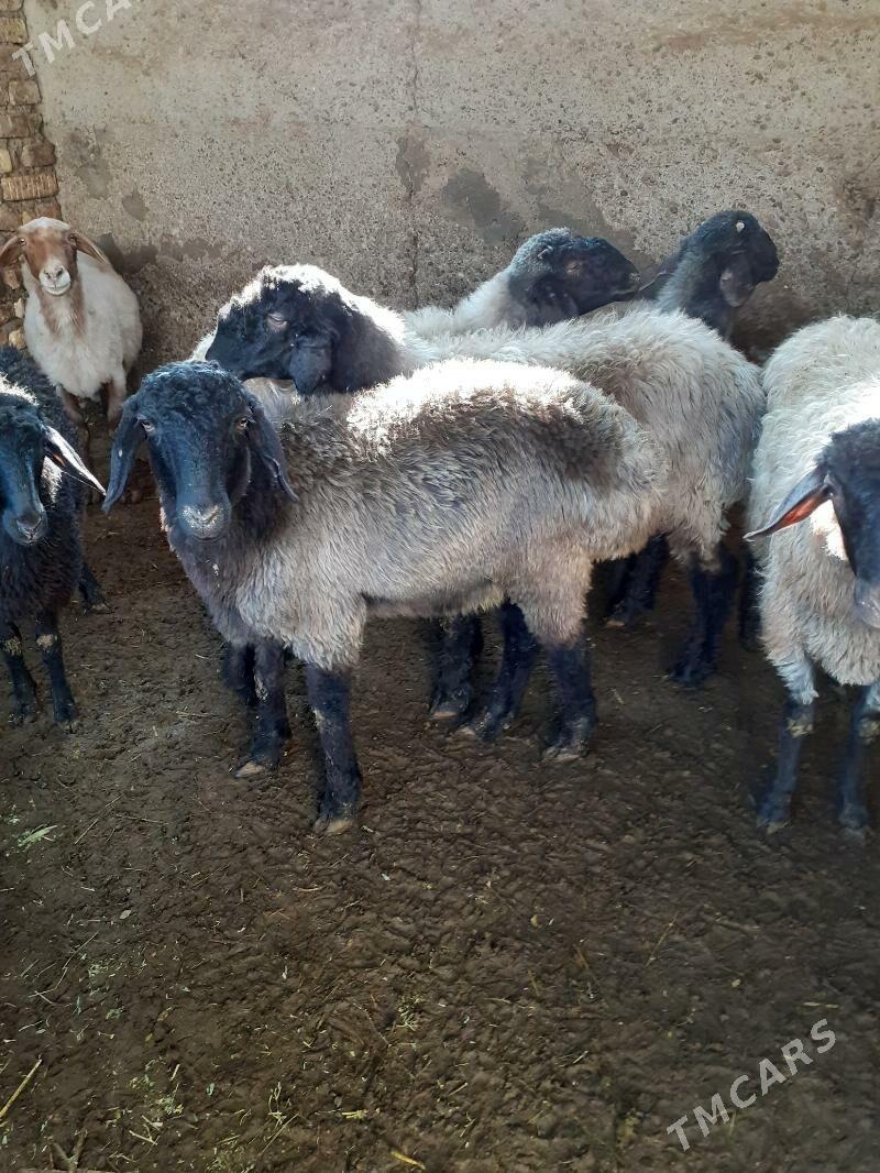 Tokli - Гарадамак Шор - img 3