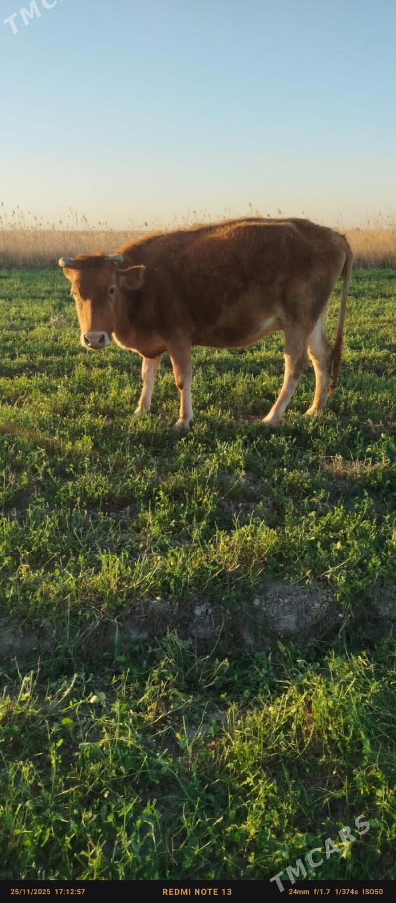 Bogaz sygyr - Ак-Бугдайский этрап - img 1