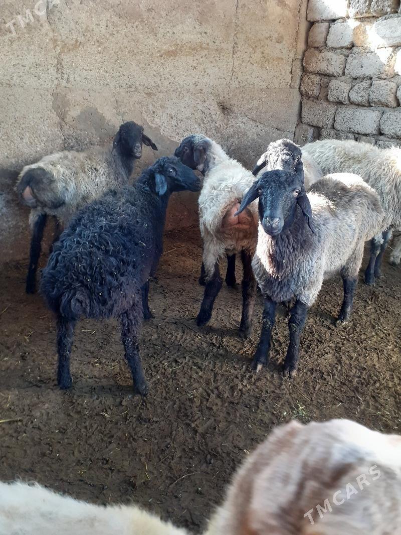 Tokli - Гарадамак Шор - img 2