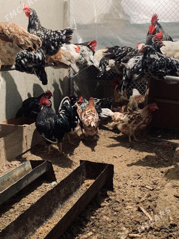 yumurtgalar - Ялкым - img 2