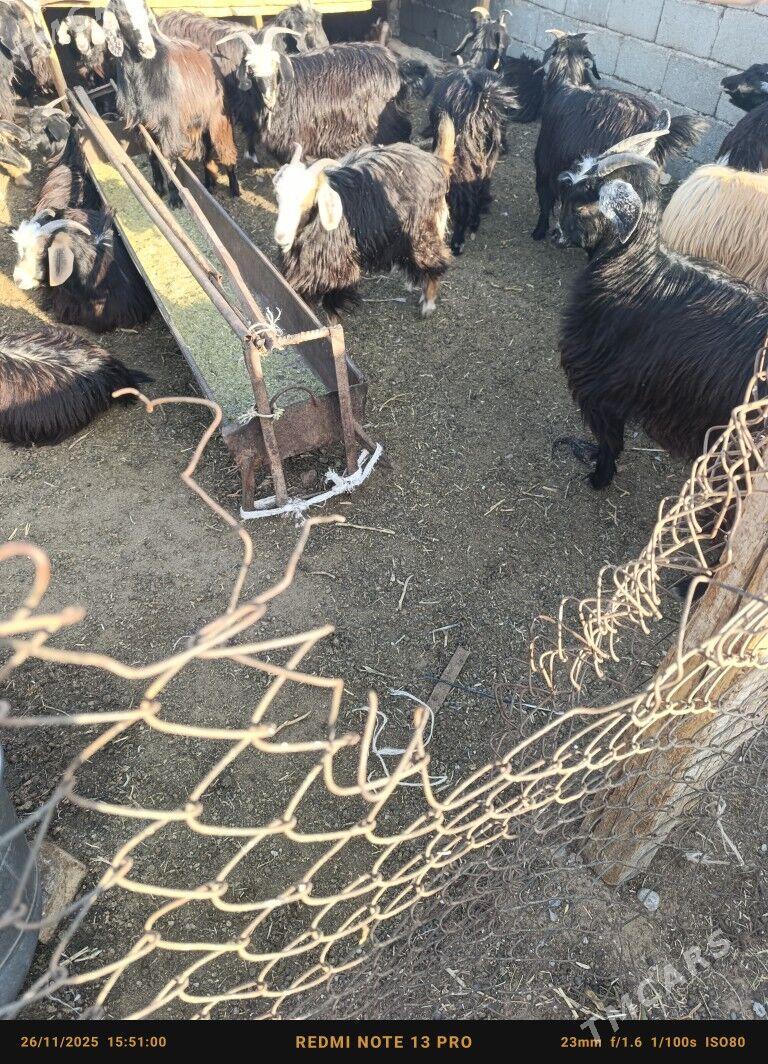 cebiş - Çoganly - img 2