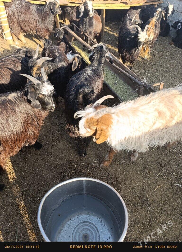 cebiş - Çoganly - img 1