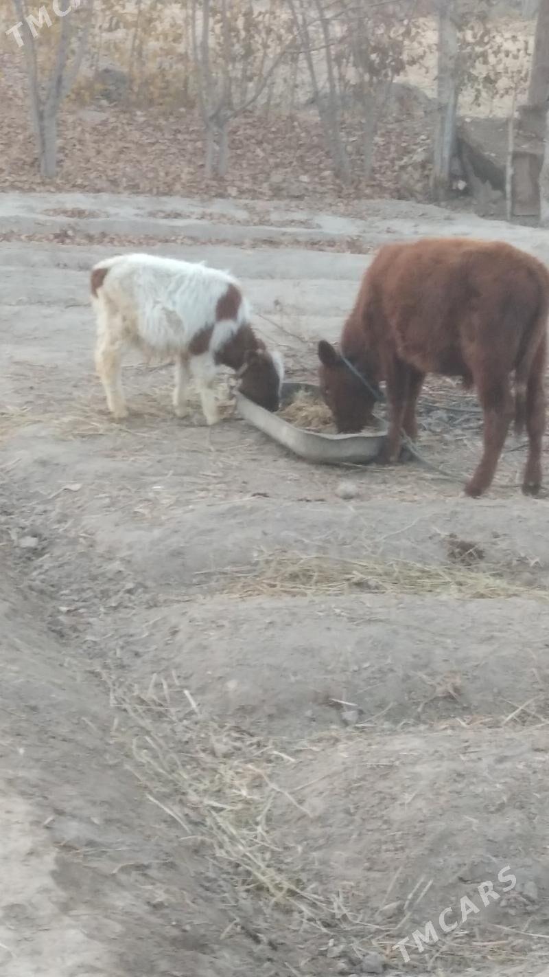 okiça tana - Шабатский этрап - img 1