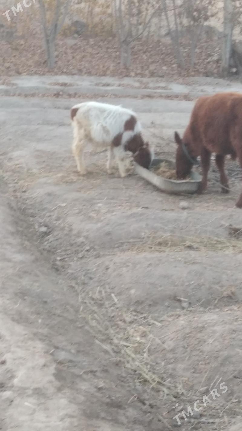 okiça tana - Шабатский этрап - img 2