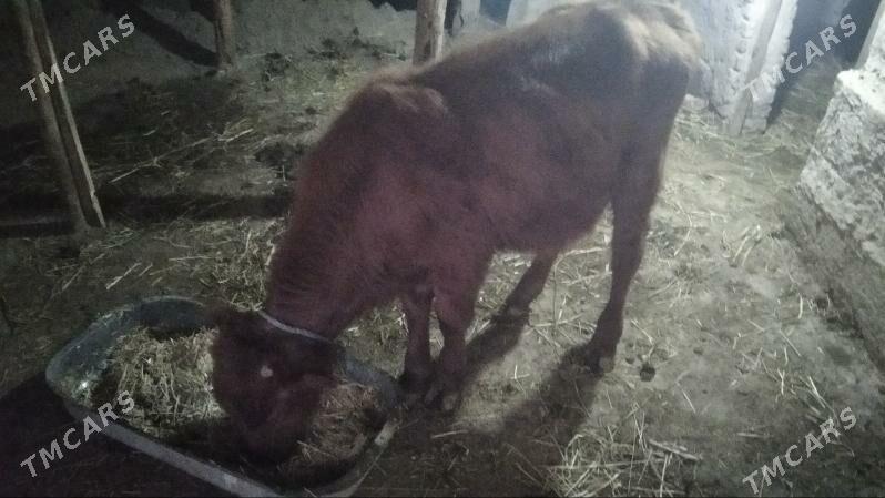 okiça tana - Шабатский этрап - img 3