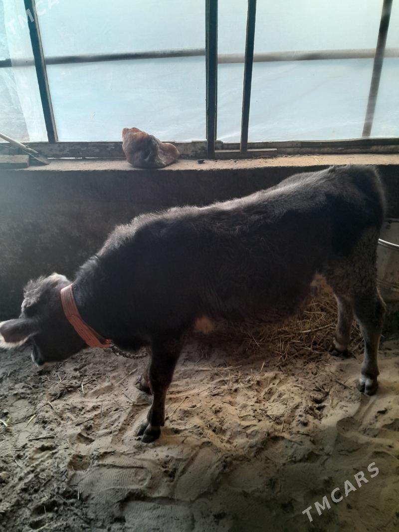 oküz tüwe - Gyzylarbat - img 4