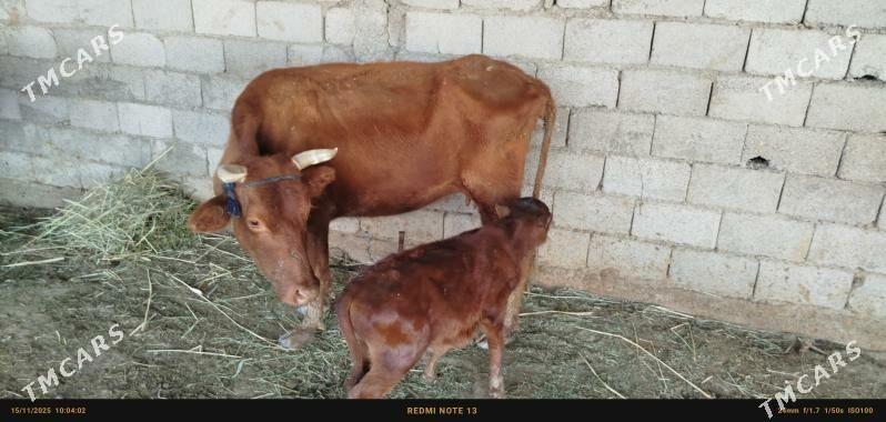 gölelı sygyr - Ak bugdaý etraby - img 2