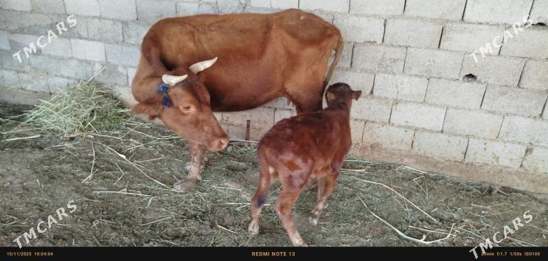 gölelı sygyr - Ak bugdaý etraby - img 3