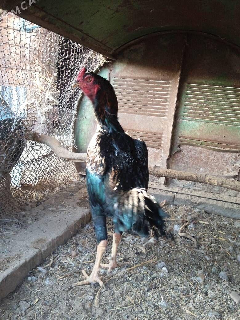 bayes horaz - Farap - img 2