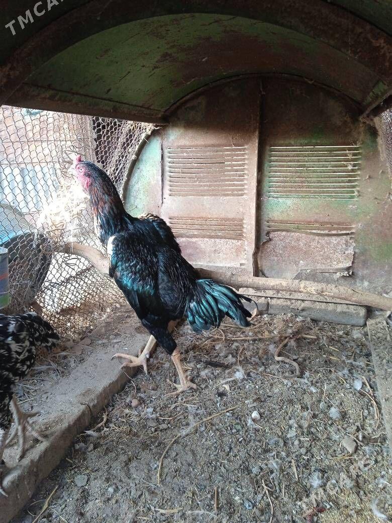 bayes horaz - Farap - img 6