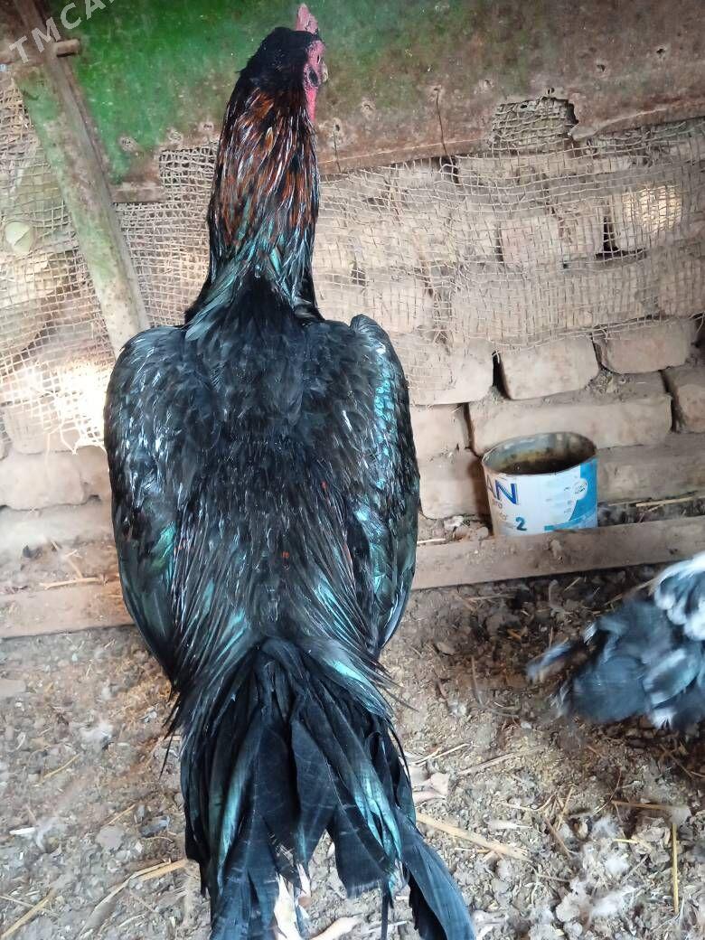 bayes horaz - Farap - img 8