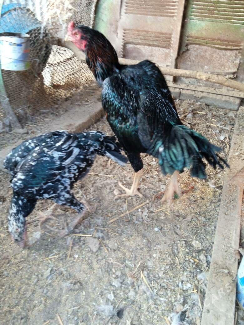 bayes horaz - Farap - img 3