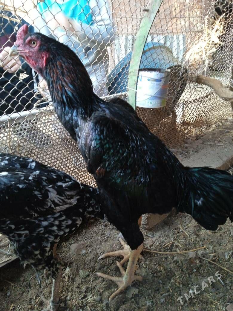 bayes horaz - Farap - img 7