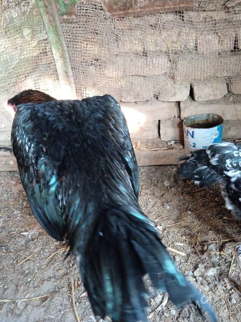 bayes horaz - Farap - img 10