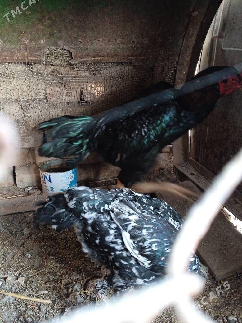 bayes horaz - Farap - img 9