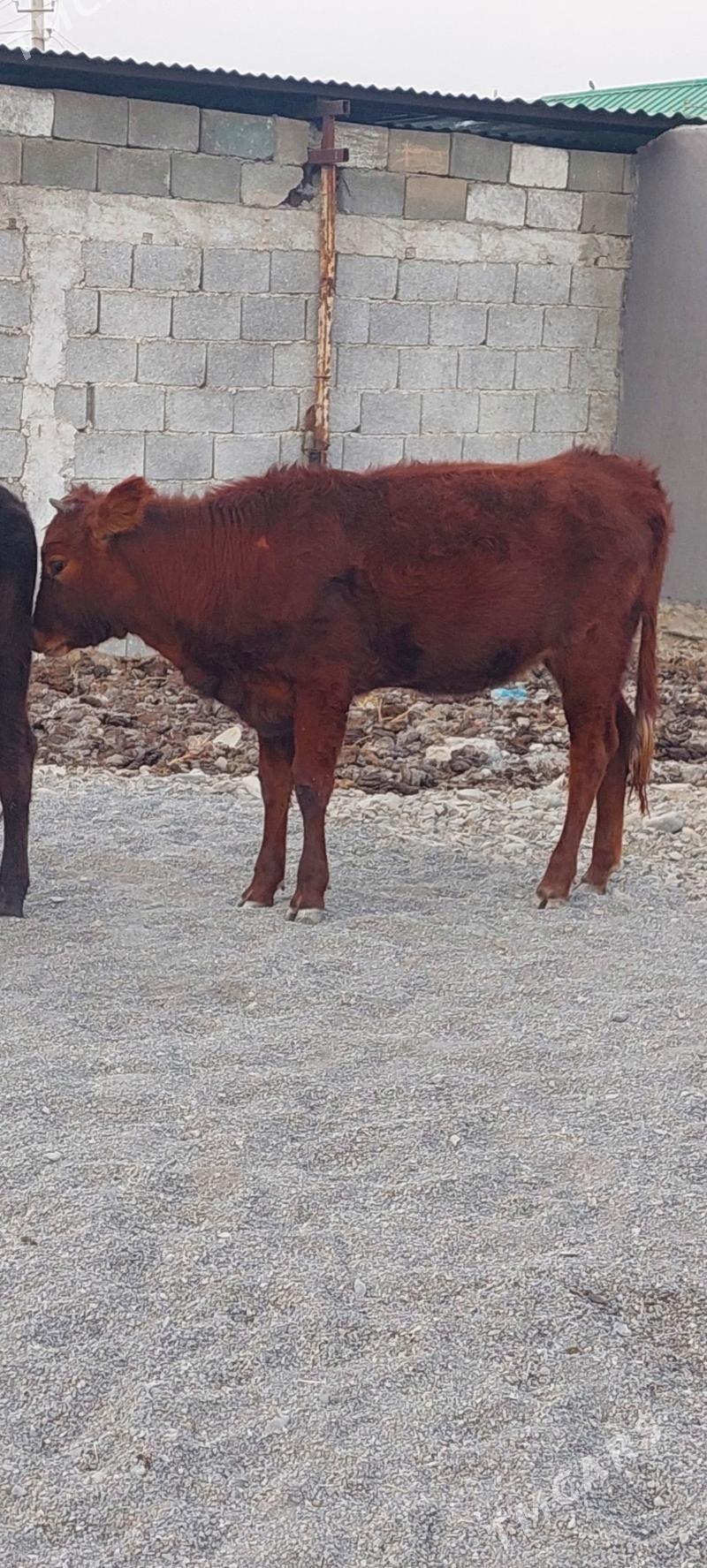 Sygyr - Çoganly - img 2