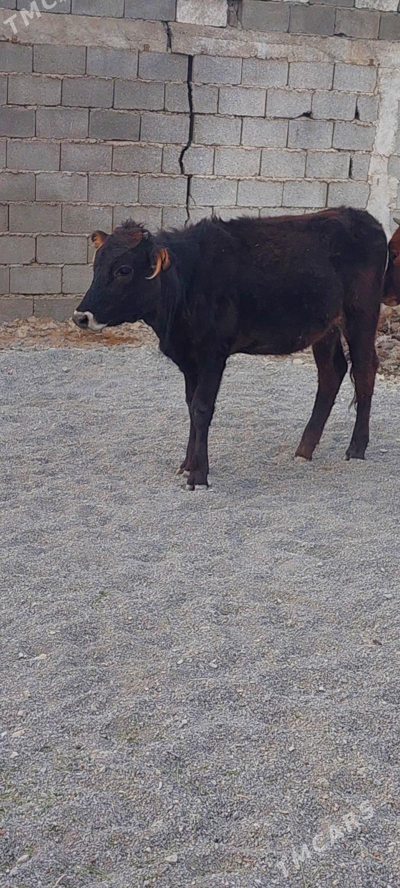 Sygyr - Çoganly - img 1