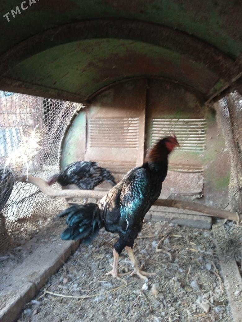 bayes horaz - Farap - img 5