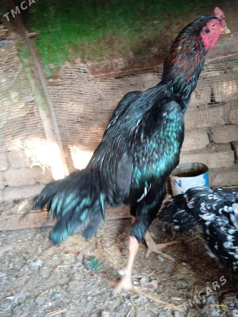 bayes horaz - Farap - img 4