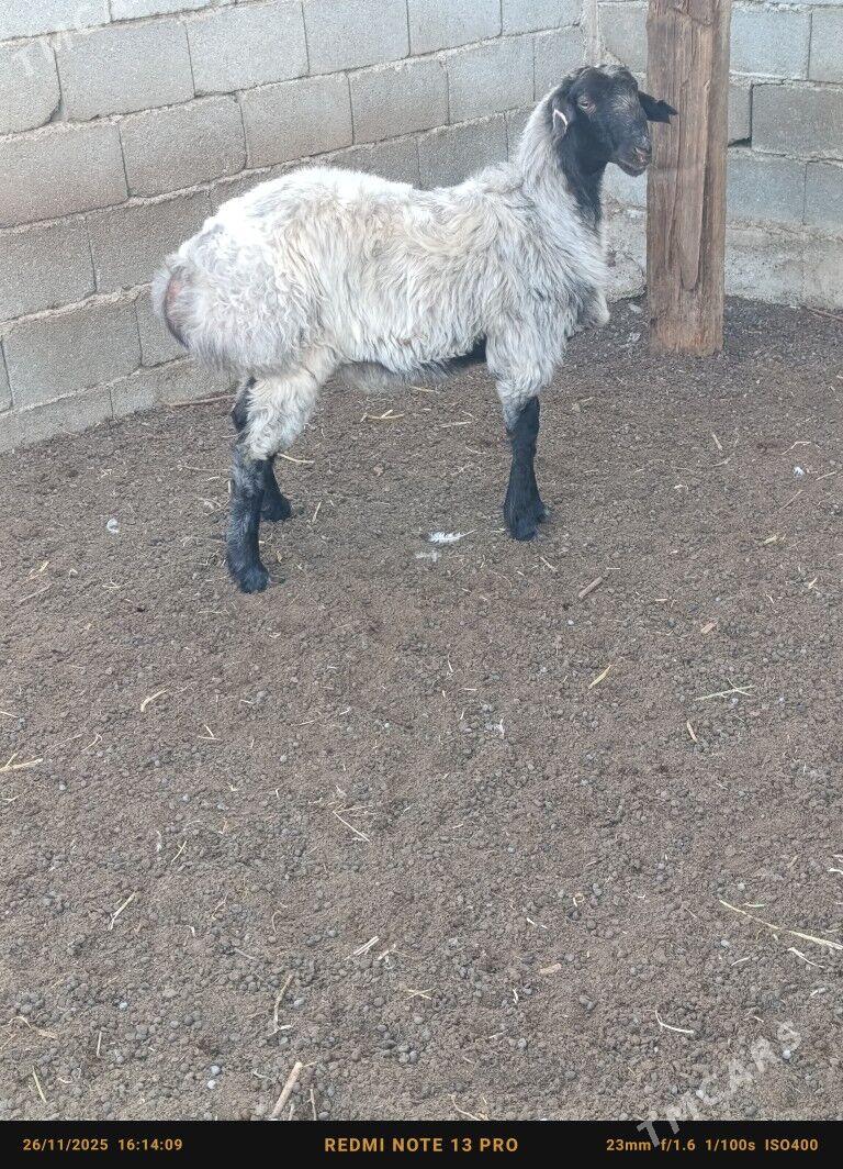 tokly - Чоганлы - img 3