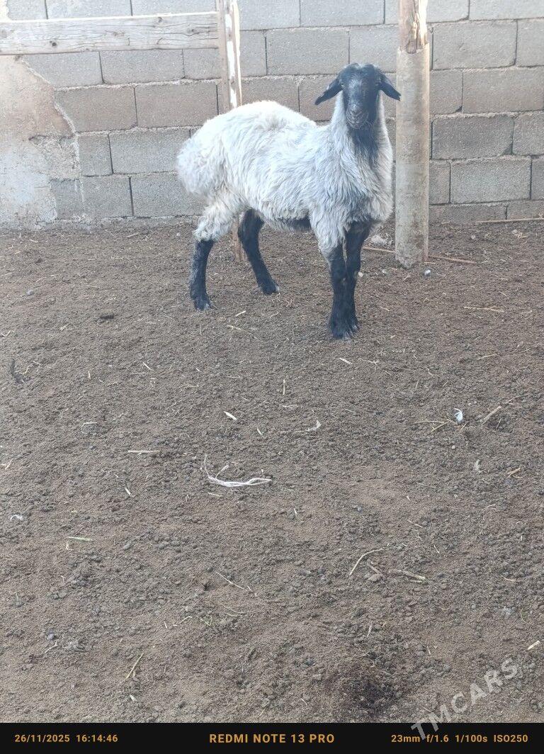 tokly - Чоганлы - img 2