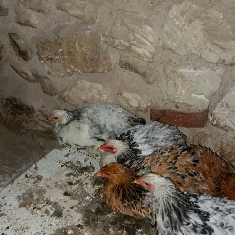 Brama juyje - Jebel - img 1