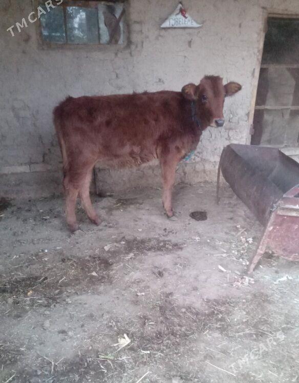 gulajyn gole - Baýramaly - img 1