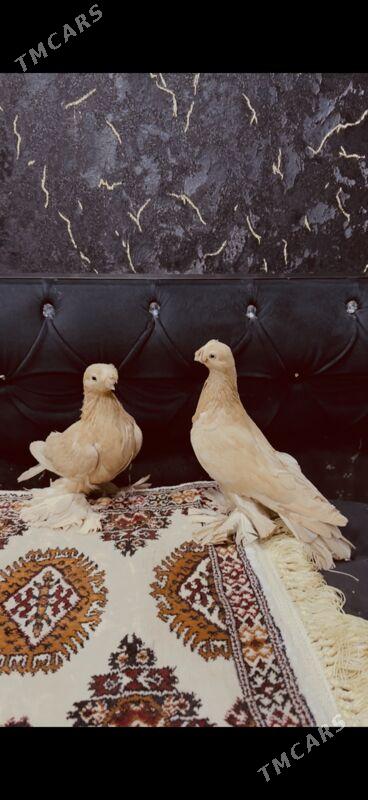 Томаша - Туркменабат - img 6