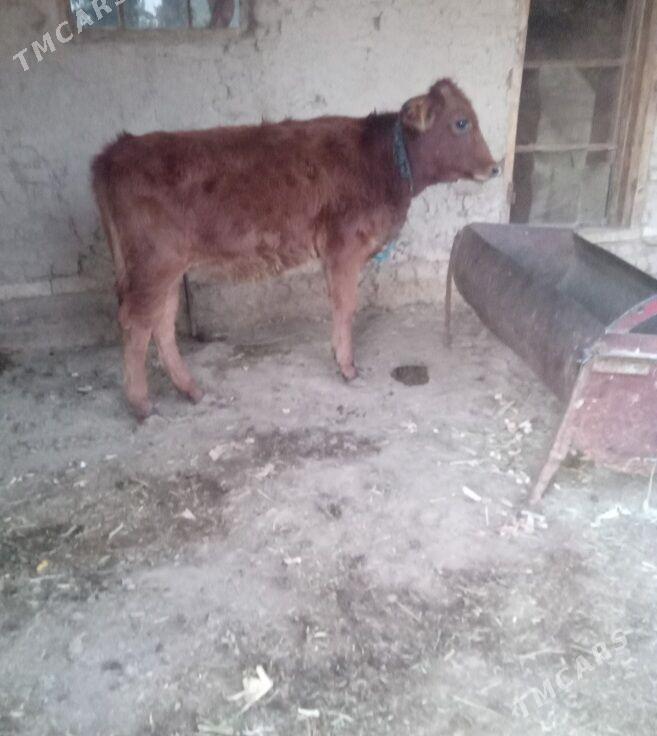 gulajyn gole - Baýramaly - img 2