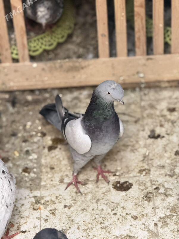 Томаша - Туркменабат - img 8